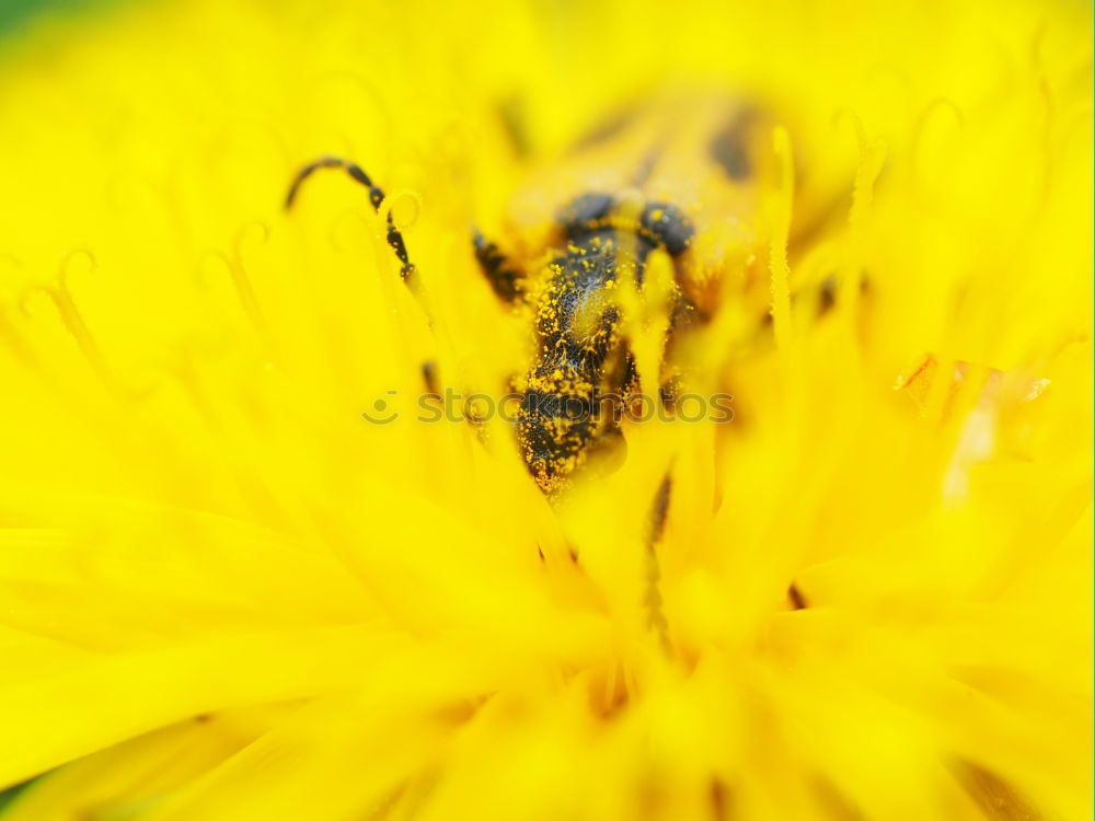 Similar – Erdbiene ( Andrena florea ) 05