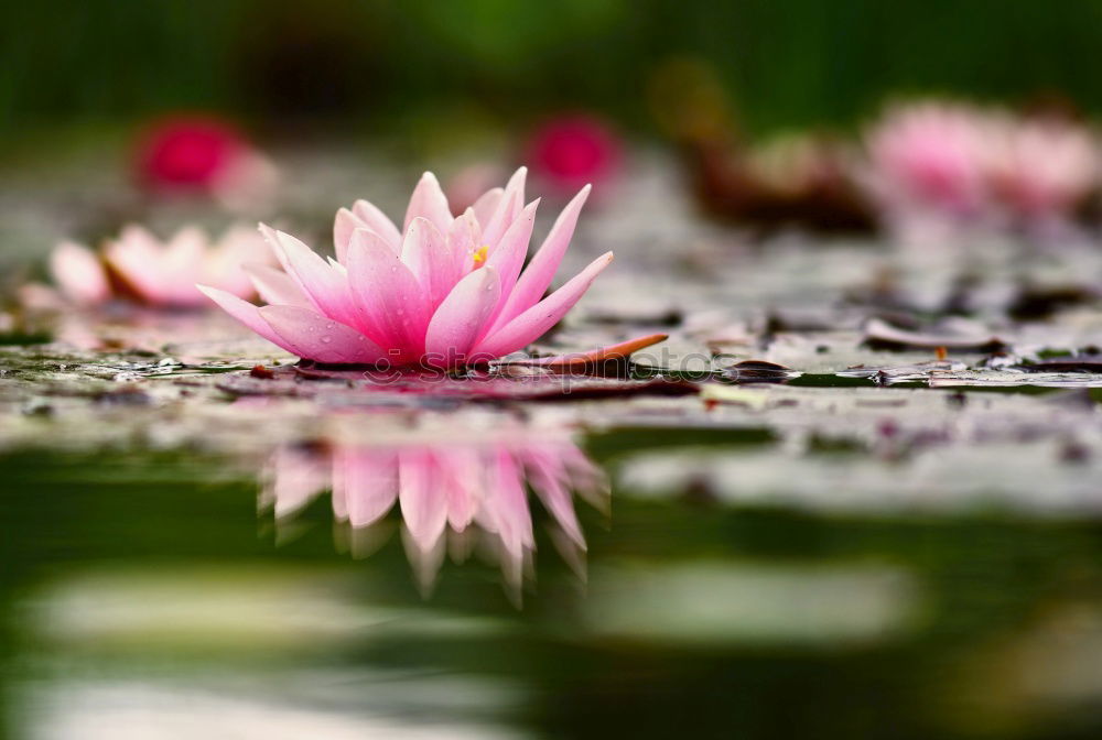 Similar – Image, Stock Photo Lotus Flower (water Lilly