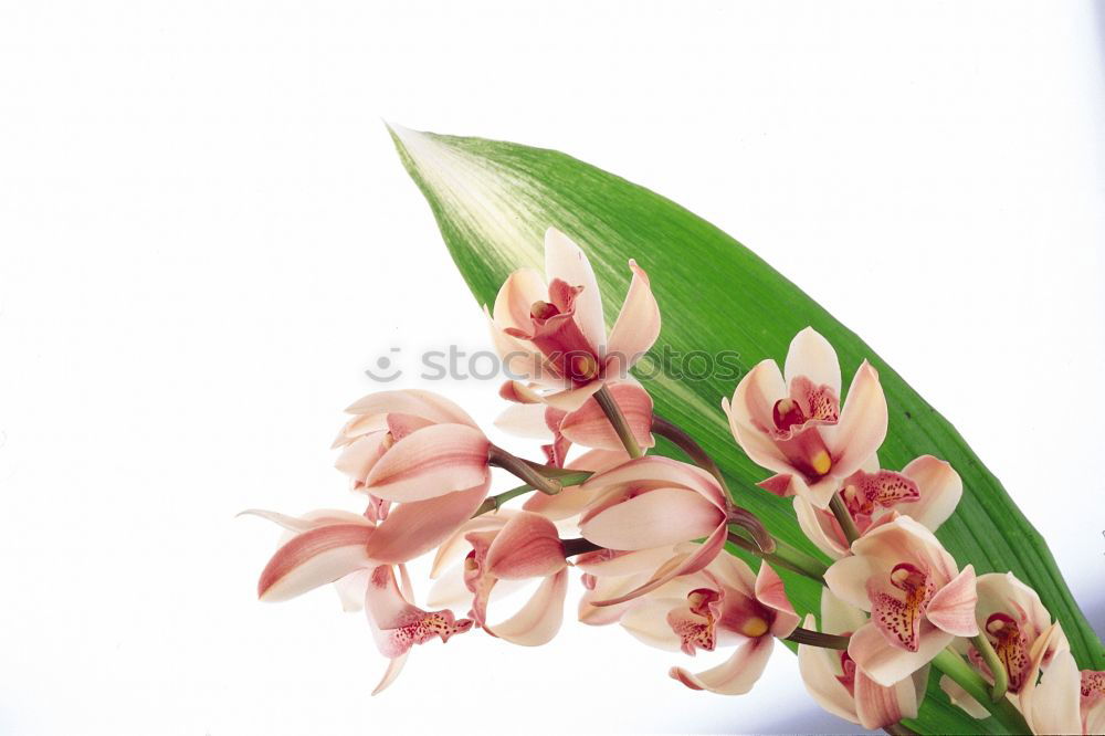 Similar – Image, Stock Photo herbarium Elegant Style