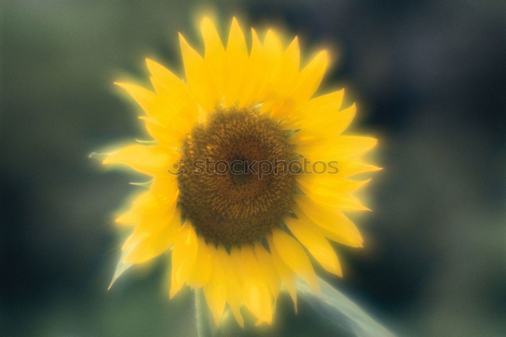 Image, Stock Photo Autumn flowers II Summer