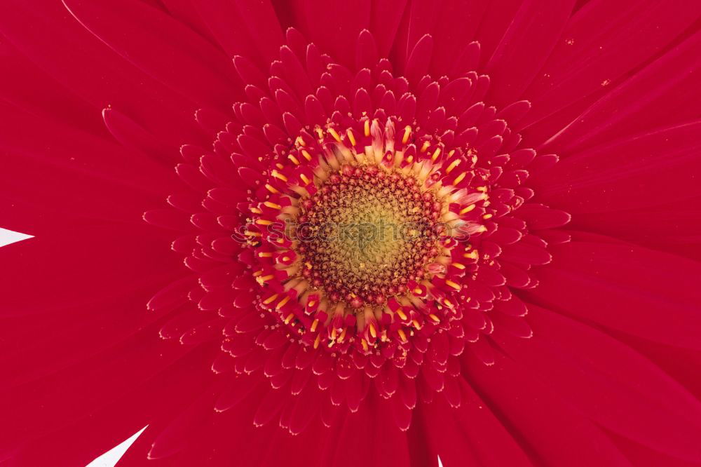 Similar – Gerbera Rot Pflanze Blume