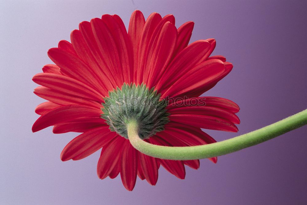 Similar – Image, Stock Photo red-green Flower Blossom