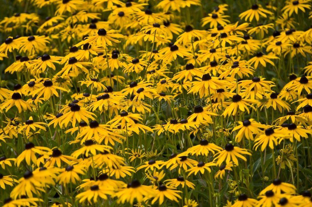 Similar – Image, Stock Photo SeaFlowers Sunflower