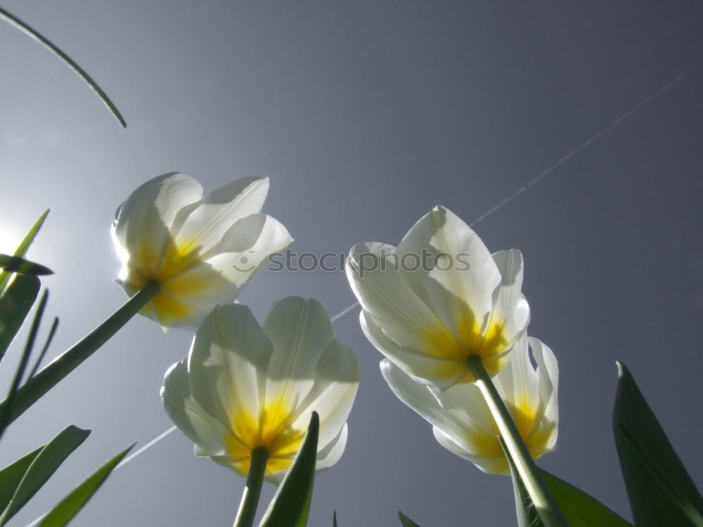 Similar – sun bells Snowdrop Spring