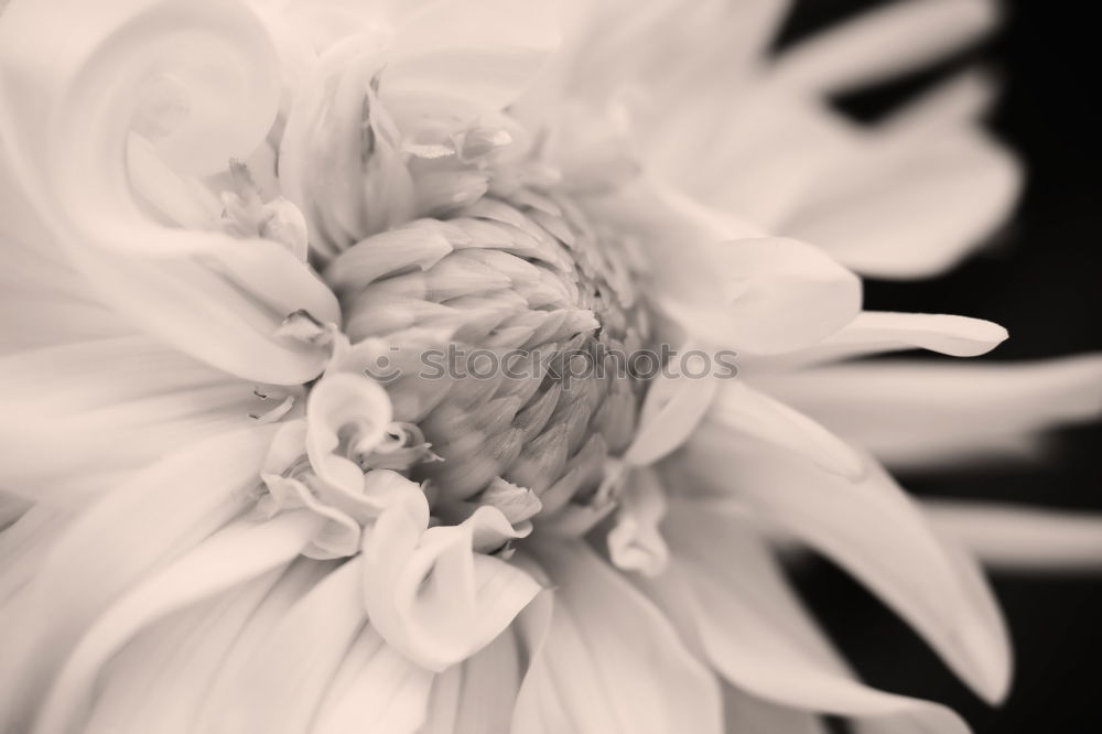 Similar – Blossomingwhite dahlia in black and white