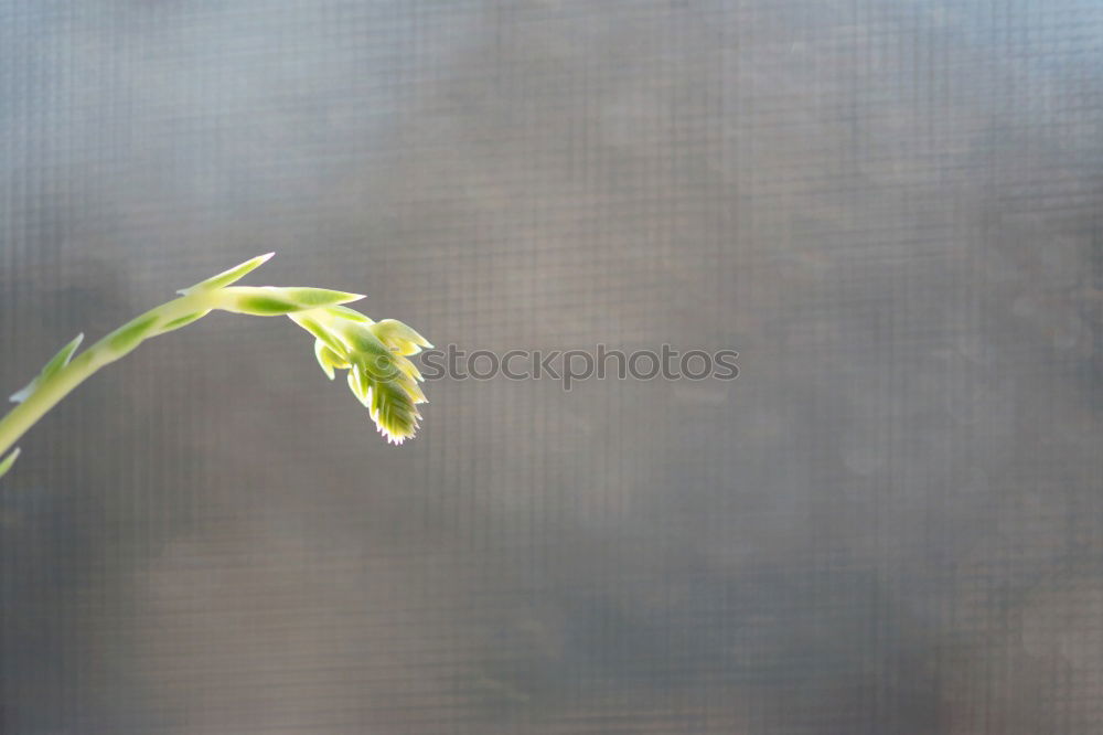 Similar – T-growth Plant Wild plant