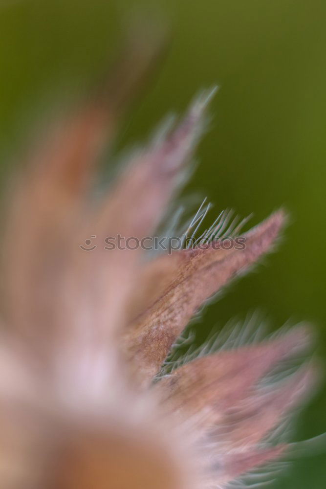 Similar – Image, Stock Photo Snails and hawthorn berries