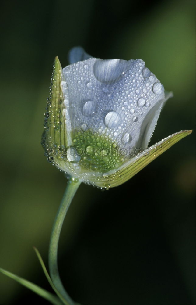 Similar – Image, Stock Photo pink poppy 2 Poppy