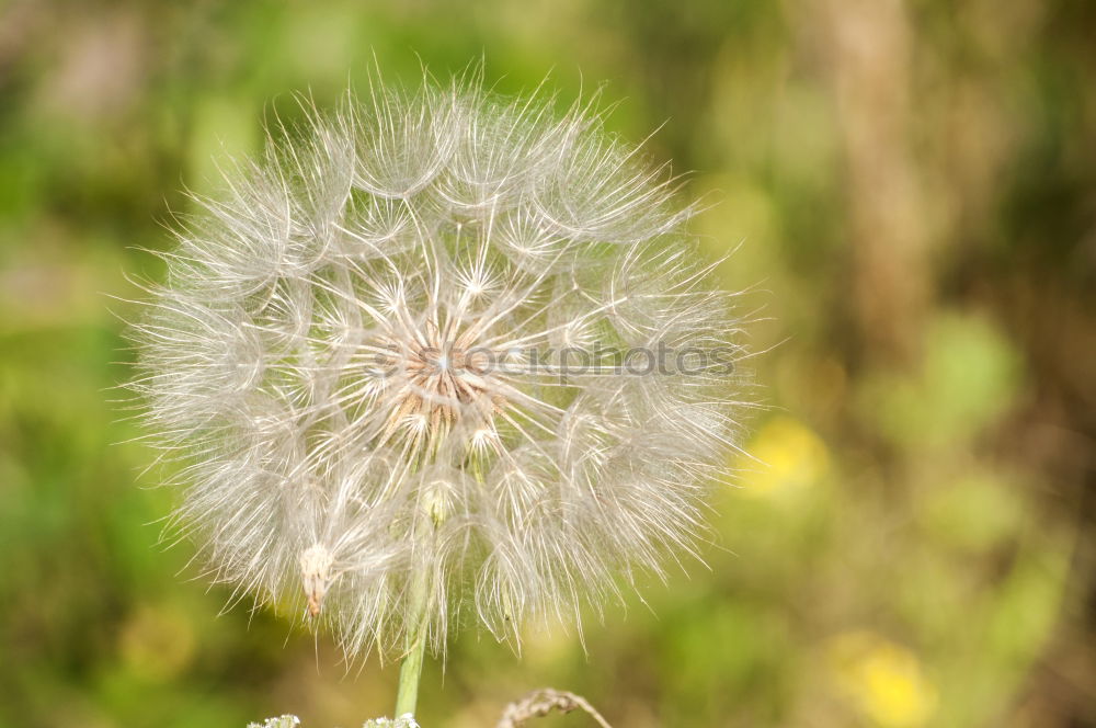 Similar – Image, Stock Photo Dandelion Nature Plant