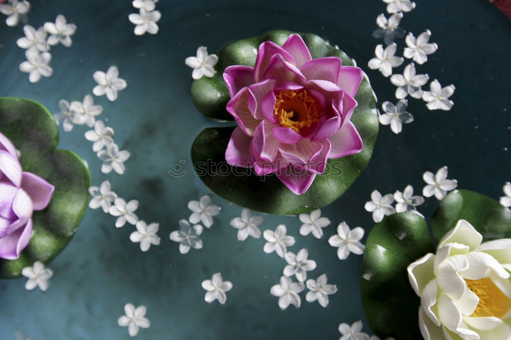 Similar – Blue bowl with pink flowers and water