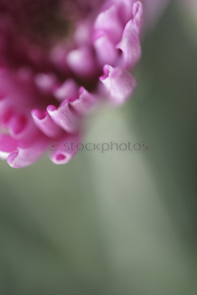 Similar – Image, Stock Photo love apples Nature Summer