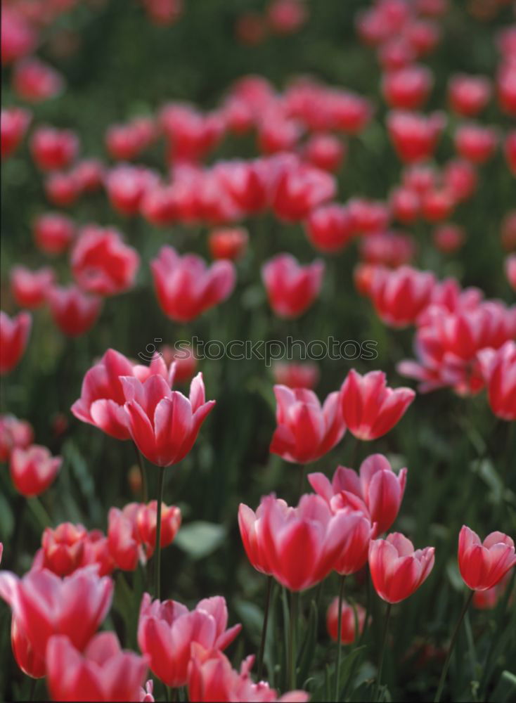 Similar – Image, Stock Photo poppy field Poppy Field