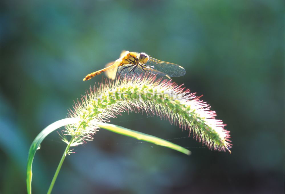 Similar – Hummel auf Diestel Blüte