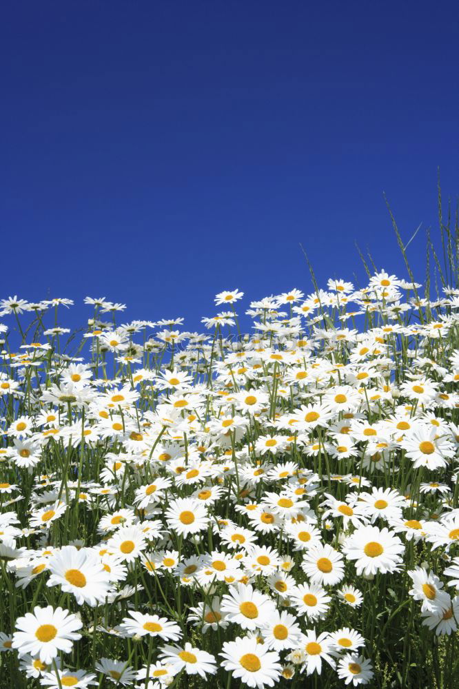 Similar – Image, Stock Photo flower meadow Spring