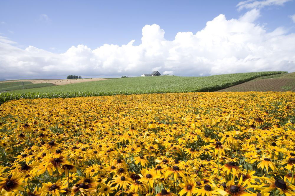 Similar – Image, Stock Photo Sunflower field IV Clouds