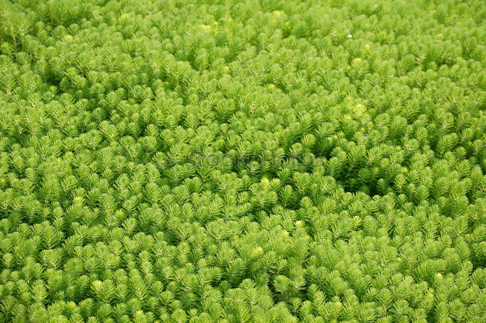 Similar – sea of leaves Leaf Green