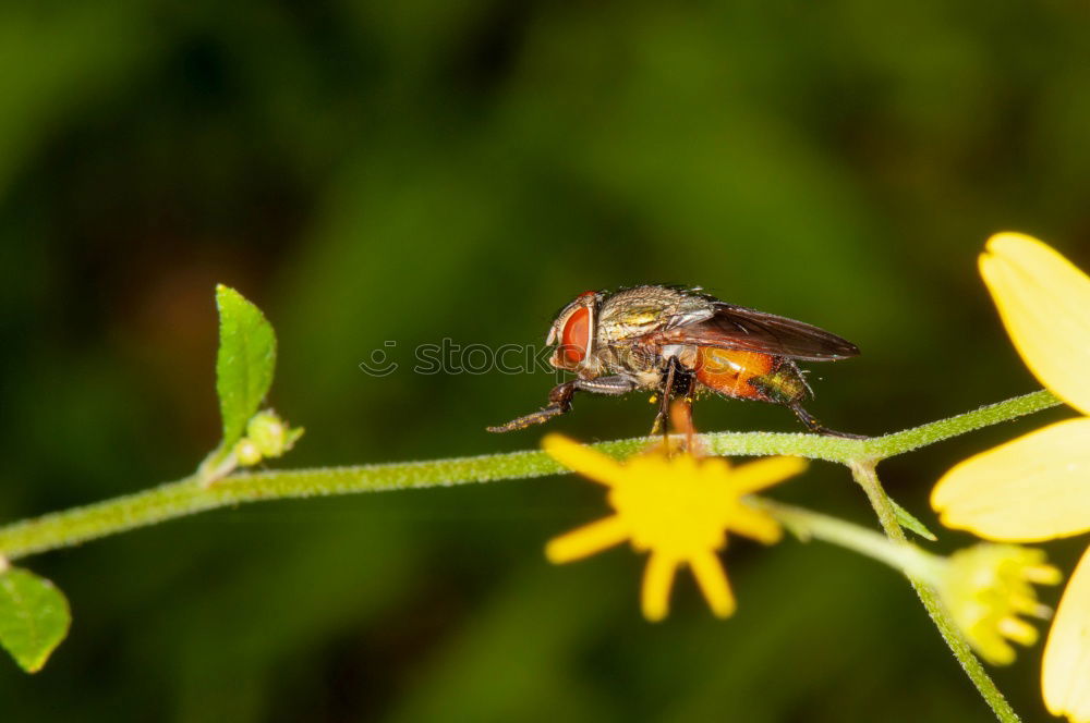 Similar – Image, Stock Photo Myiatropa florea Bee