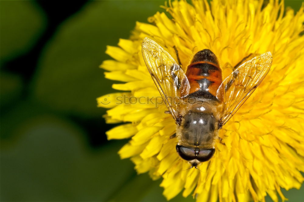 Similar – Erdbiene ( Andrena florea ) 03