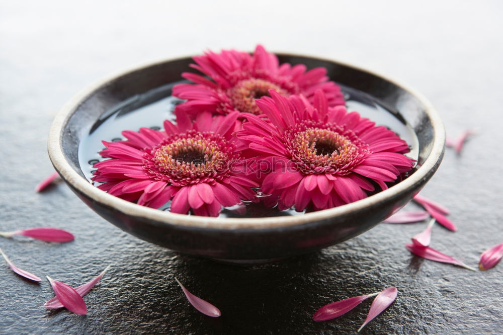 Similar – Image, Stock Photo Autumn flowers on dark wooden table