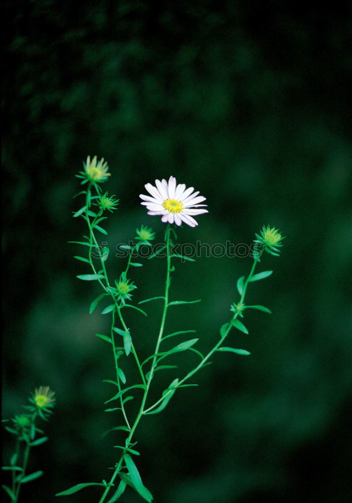 Similar – Gänseblümchen Garten Blume