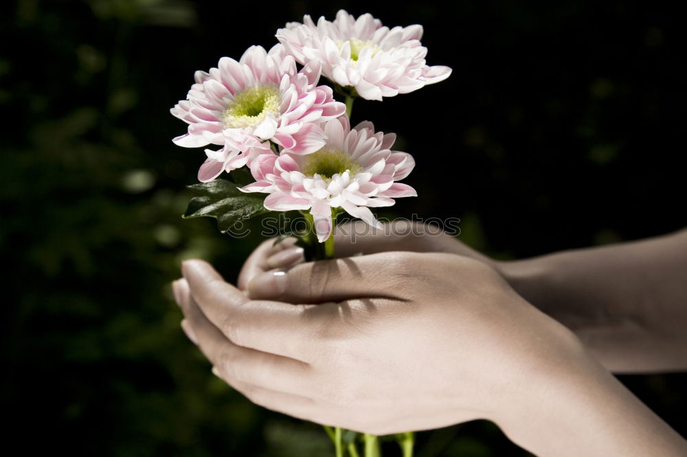 Similar – Spring flowers on lap