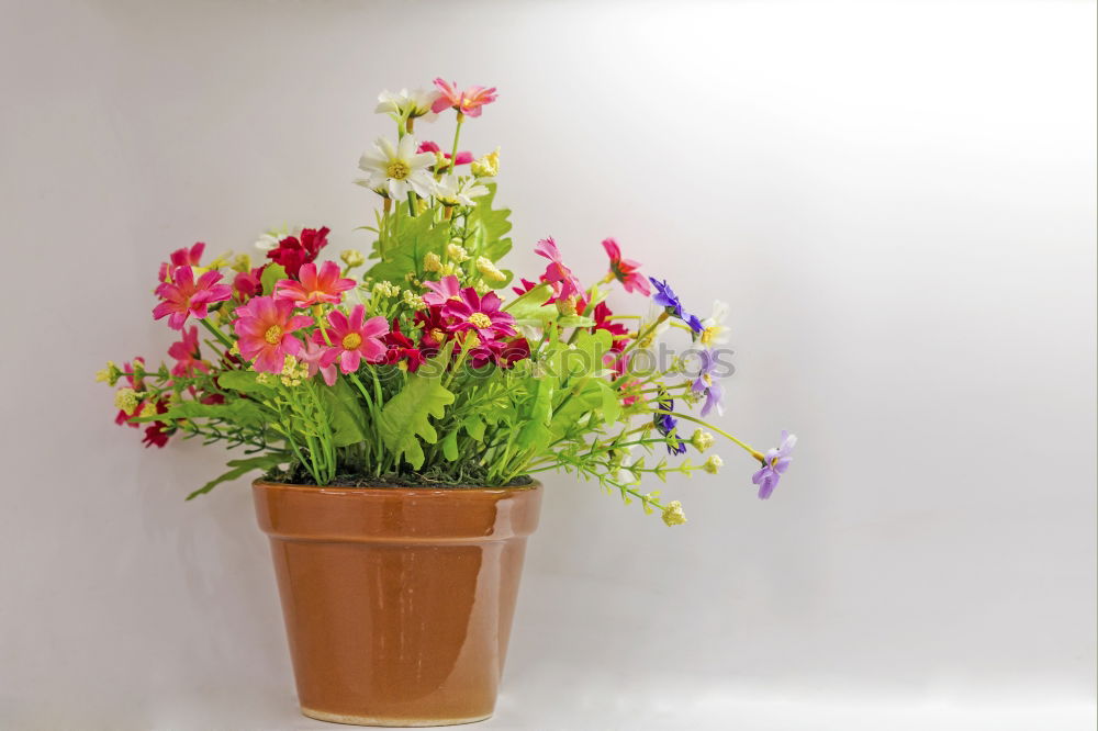 Similar – Pot flower without pot for planting