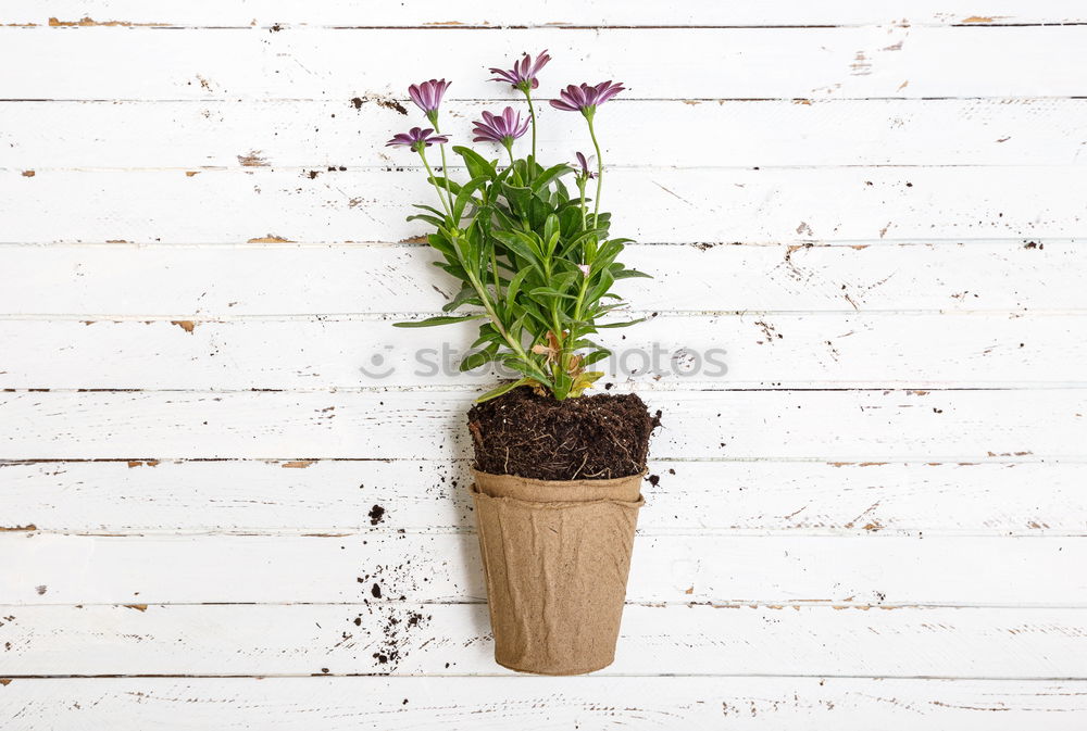 Similar – Pot flower without pot for planting