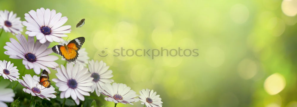 Similar – blue blossoms Nature Plant