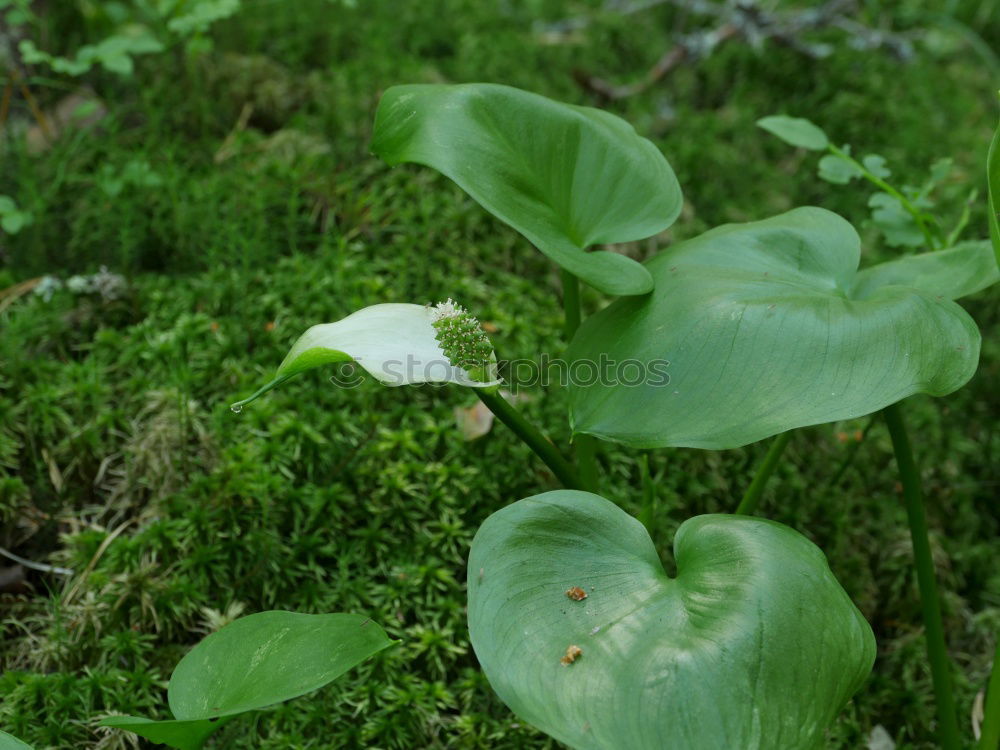 Image, Stock Photo flustered state Flower