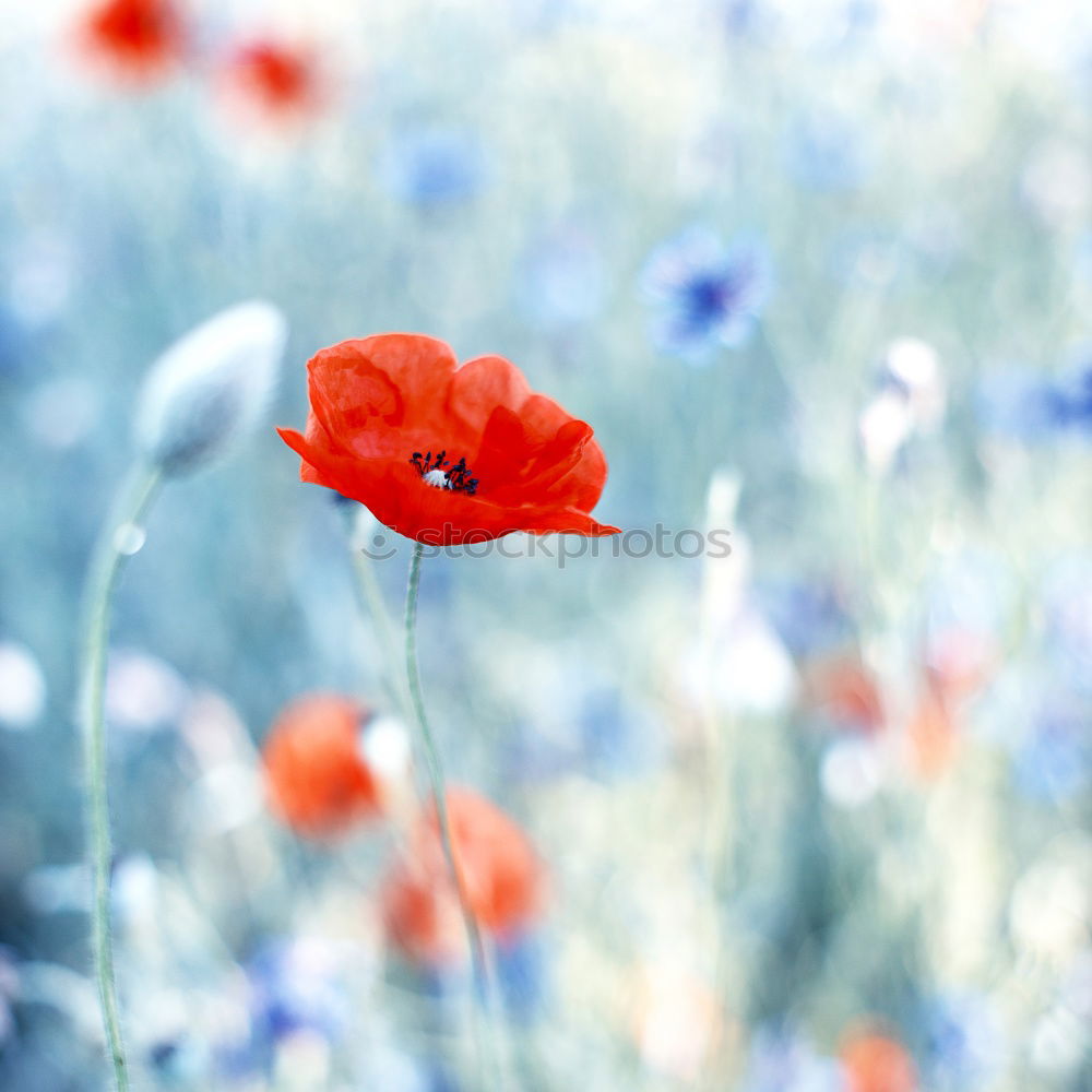 Similar – poppy day Colour photo