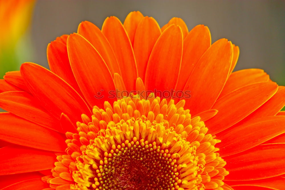 Similar – Image, Stock Photo tannery bouquet Gerbera