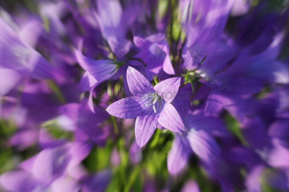 Similar – Image, Stock Photo sun seeking bullets Flower