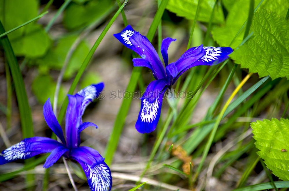 Similar – Image, Stock Photo blue flower Close-up