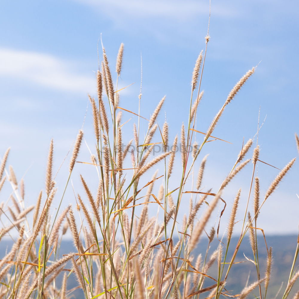 Similar – Foto Bild Schilfgras Schilfrohr