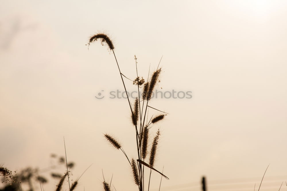 Similar – Foto Bild Schilfgras Schilfrohr