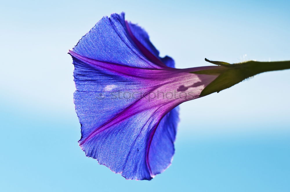 Similar – blue flowering anemone