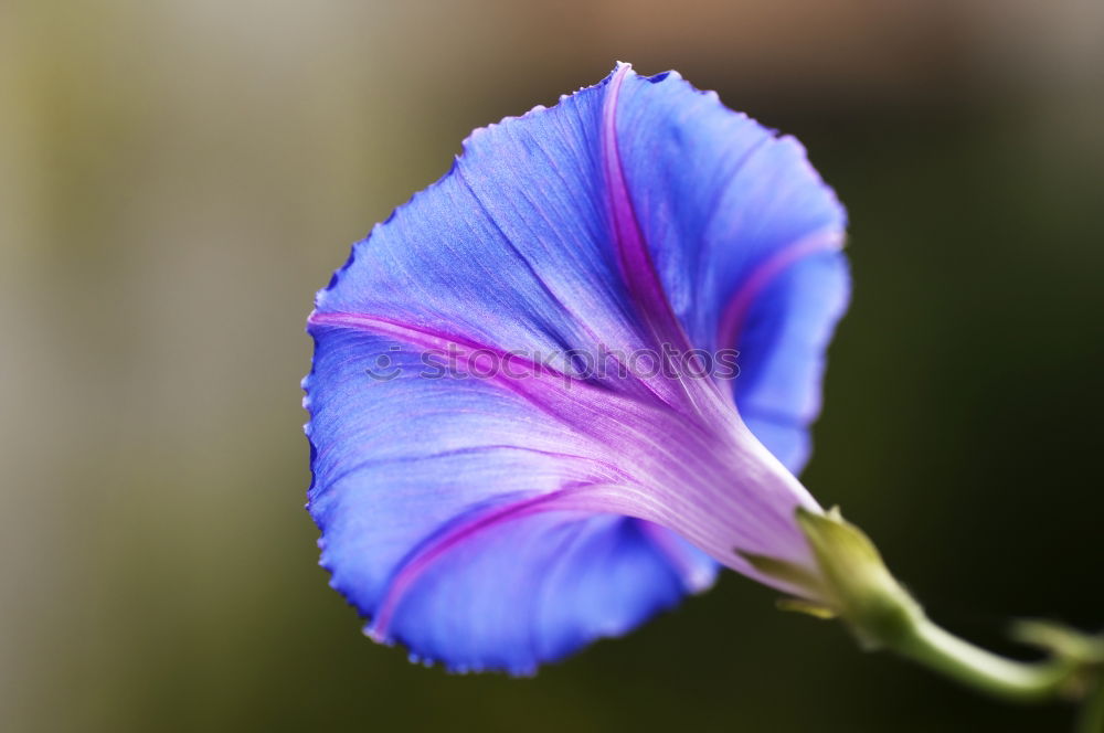 Similar – Image, Stock Photo summer Flower Blossom