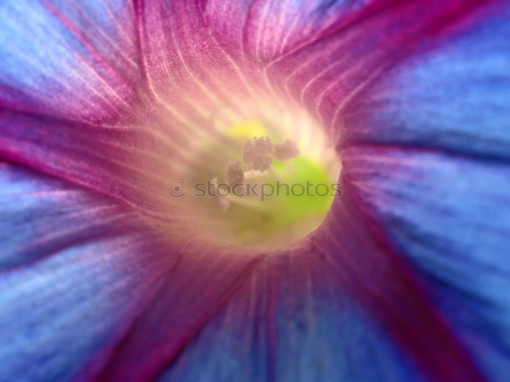 Similar – Image, Stock Photo blue flowers the hydrangea