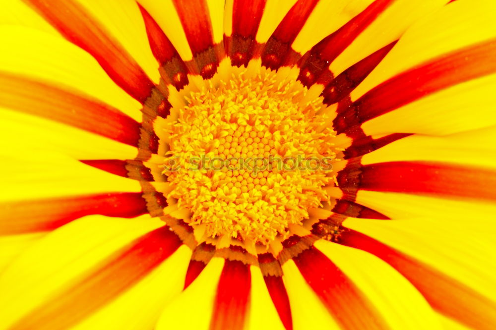 Similar – Foto Bild Summerfeelings Blume gelb