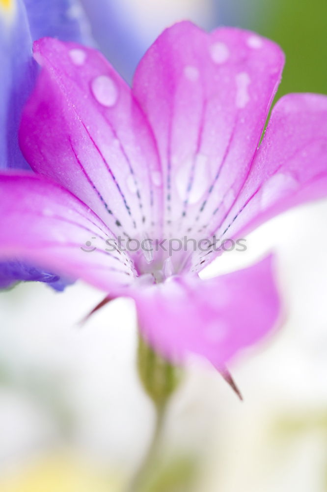 Similar – Detail of a lilac clematis