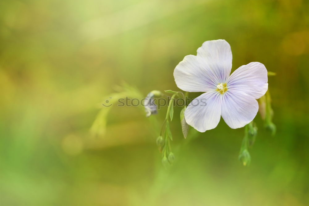 Similar – blue blossoms Nature Plant