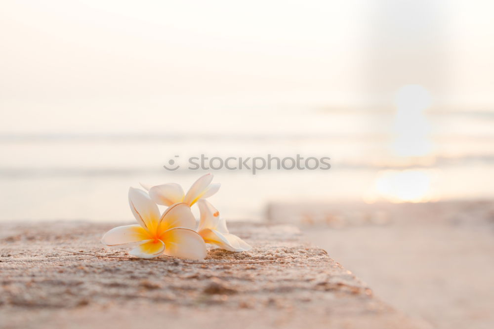 Similar – two flowers on the beach