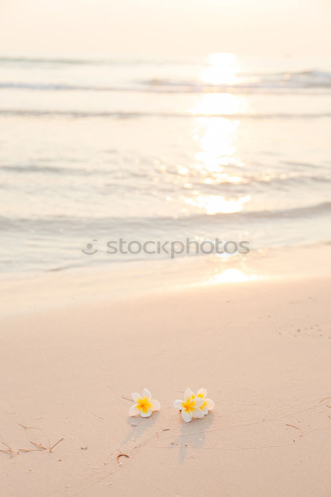 Similar – two flowers on the beach