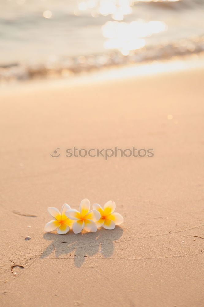 two flowers on the beach