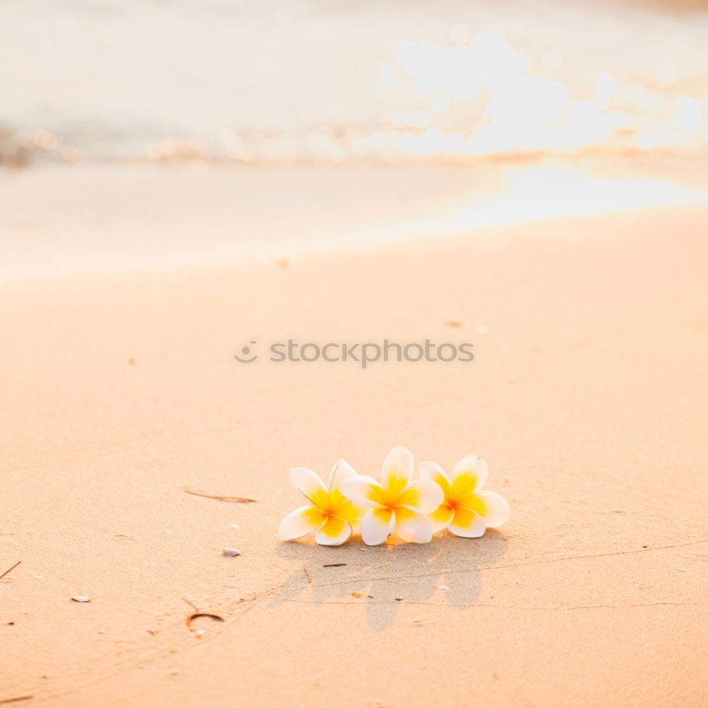 Similar – two flowers on the beach