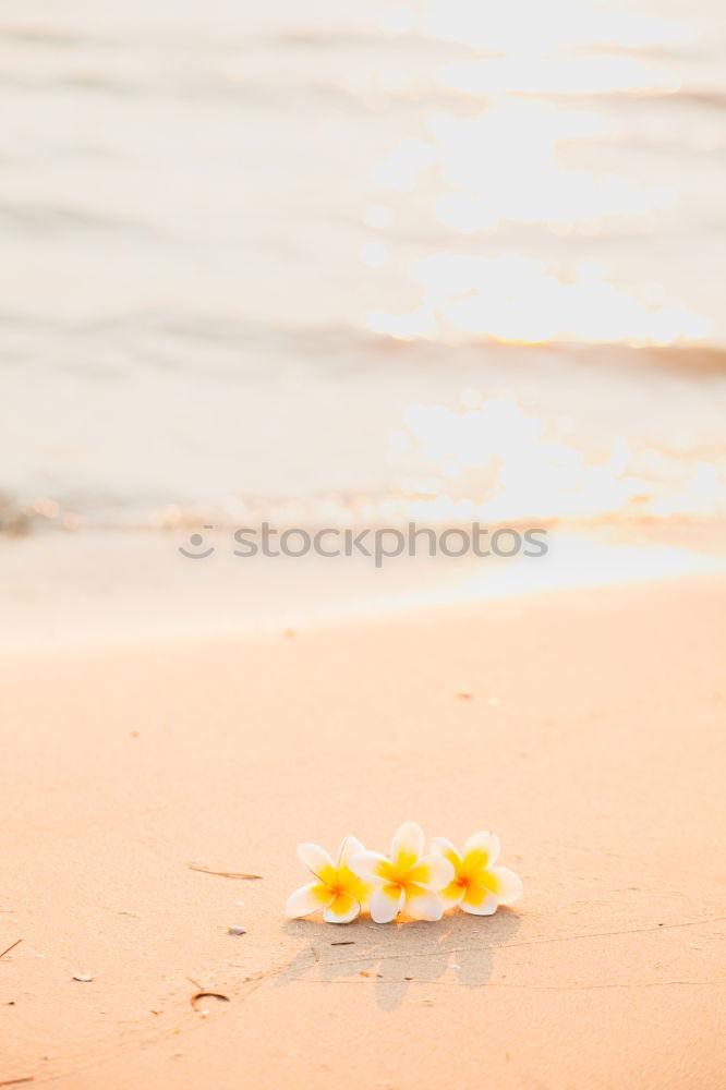 Similar – two flowers on the beach