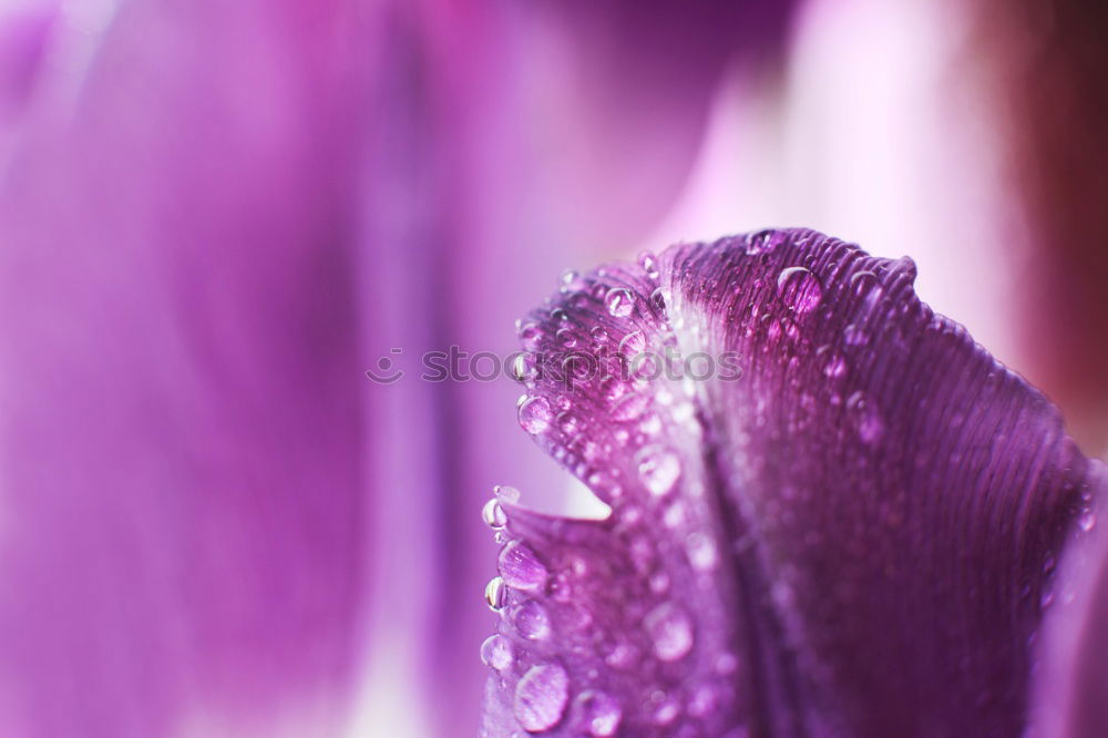 Similar – Image, Stock Photo Clematis