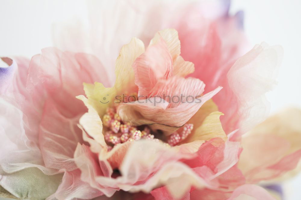 Similar – Red Tulips With Water Drops In Spring