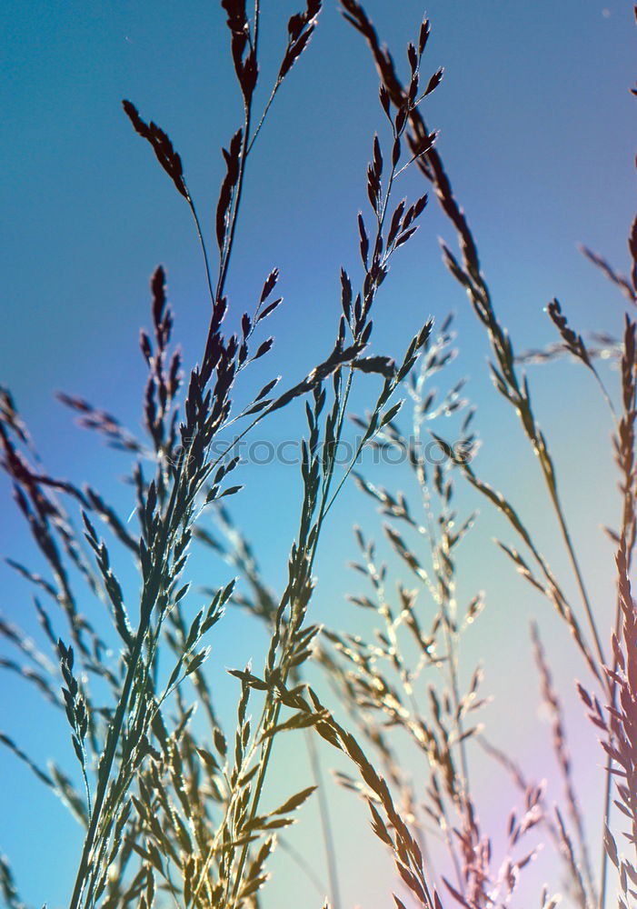 Similar – Foto Bild Türme Umwelt Natur Pflanze