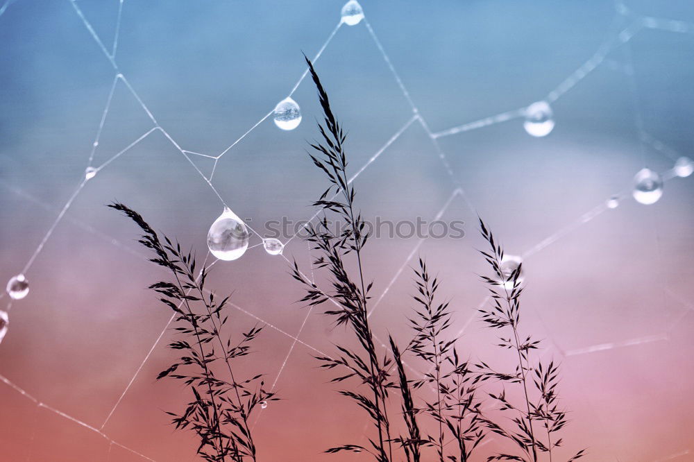 Similar – Image, Stock Photo dried plant on wire fence